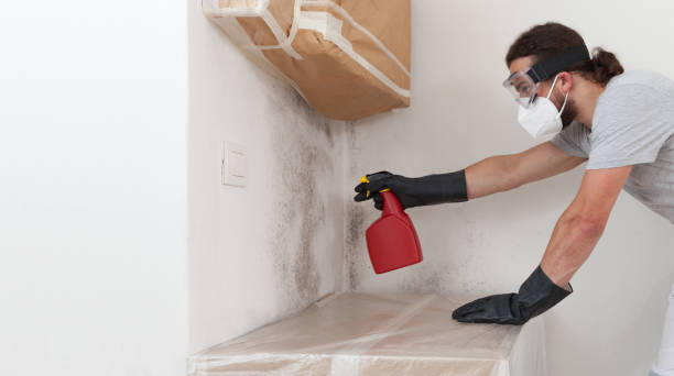 Professional Basement Mold Remediation technician working in Finksburg, MD