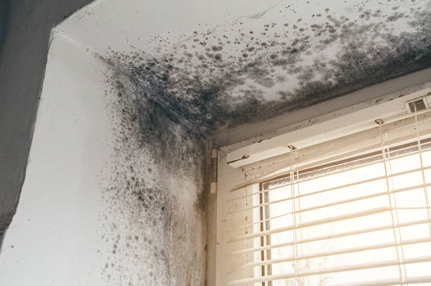 Affordable Basement Mold Remediation solutions in Finksburg, MD
